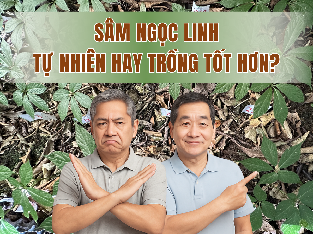 s&acirc;m ngọc linh trồng TRIMICO